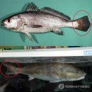 거제다대횟집 이미지