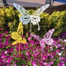 자영이네 이미지