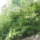 출렁다리 이팝나무길 이미지