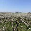 여왕목장 | 천안 성환 카페 | 배꽃 &#39;동민목장&#39; 후기 (눈물의 여왕 촬영지)