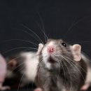 동물보육원 이미지