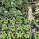 형농장 | 남사화훼단지 예삐플라워 허브 구매후기 | 용인 그라운드팜 주말농장에 심어봤어요