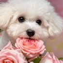 명운농장 | 2025년 기준 전국 반려동물 화장장·납골당 정식 등록 리스트 총정리