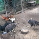 질재로 4 이미지