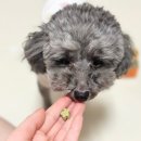 펫스토리 수가 이미지