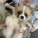 아띠퍼피 이미지