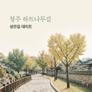 원도심 은행나무 | 청주 하트나무길 성안길 데이트 코스 주차 팁과 솔직 후기