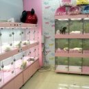 러브리독 이미지