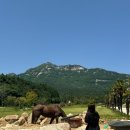 오소재 | 해남 숙소 추천. 굿모닝오소재글램핑, 라이크 슬로우 비트 카페! 후기