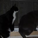 고양이와 함께하는 오렌지 네이버블로그