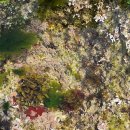 속초맛집이화 | 고성 여행 아야진 해수욕장 아이들 물놀이 천국_속초 생선구이 맛집 가자미조림 현지인 추천, 속초맛집이화