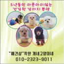 착한애견 이미지