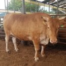 성원축산 이미지