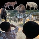 놀이를 움직이는 아이들,  아니마시아 | 대전 오월드 야간사파리 불꽃놀이 명당자리 후기