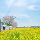 향토 농특산물 판매장 | 2025 삼척 맹방 유채꽃 축제 방문후기(4/5 방문)