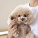 개털도사 이미지