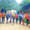 울진소나무 이미지