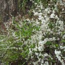 봄의향연 이미지