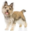 댕댕케어 이미지