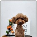 까망댕댕 이미지