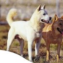 진도목장 이미지