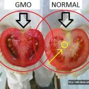 방울토마토가 GMO인지 이미지
