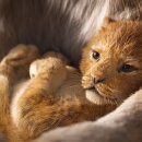 하쿠나마타타 이미지