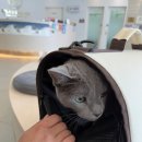 협동동물병원 | 울산 원헬스동물의료센터 재방문 후기, 상혁이 췌장염 수치 호전 근황 기록