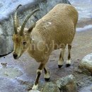 우리염소 이미지