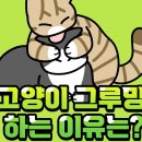 246. 고양이 그루밍 하는 이유! 이미지