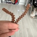 퓨어덴탈 | 치석제거에 좋은 고양이 양치 간식 캣퓨어 덴탈껌로 구강관리