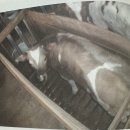 두루누릴 농장 | [독서] 사피엔스 - 유발 하라리