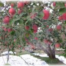 광덕농원 이미지