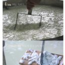 효덕이네 | 위쎈, 닥터캡슐 만들어 먹자~무가당 플레인 요거트와 딸기요거트 효덕목장 고소한 뒷맛 플레인무가당, 1L,