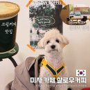 샬로우커피 - 화성시 동탄순환대로14길 16 | 하남 미사 애견동반 카페 추천, 크림커피가 맛있는 샬로우 커피 내돈내산 솔직후기