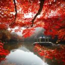 단풍세탁 이미지