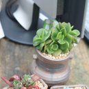 조안 농장 이미지