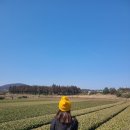 성읍리-4 | 제주 녹차동굴 카페 가는법 인생샷찍는 숨겨진 포토존