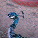 포니랜드 이미지