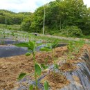 소향농장 이미지