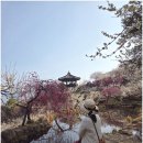 개룡마을 입구(주차장) | 2026 광양 매화축제 마을 개화율 100% 기간 입장료 셔틀버스 주차장 후기