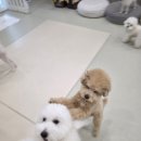 댕동댕 유치원 이미지