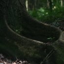 [전문가의 세계-문경수의 탐라도 탐험](6)멸종위기 식물도, 아픈 역사도 '비밀의 숲'은 말없이 보듬었다 이미지