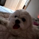 멍멍아 산책가자 이미지