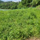 계촌 농장 이미지