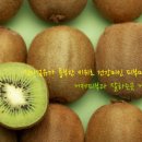옥포과일