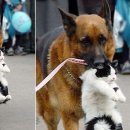 우리들의 댕댕이 이미지