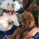 반려동물 간식 이미지