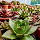 쿤타킨테 이미지