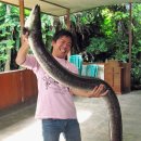 천지연무태장어천지연 이미지